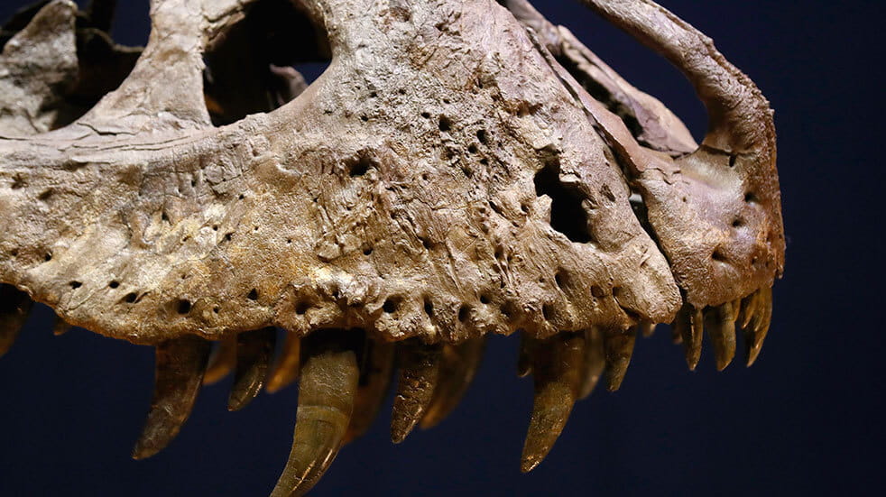 10 best dinosaur attractions UK Museum scotland